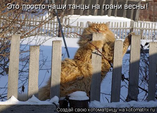 Котоматрица: Это просто наши танцы на грани весны!