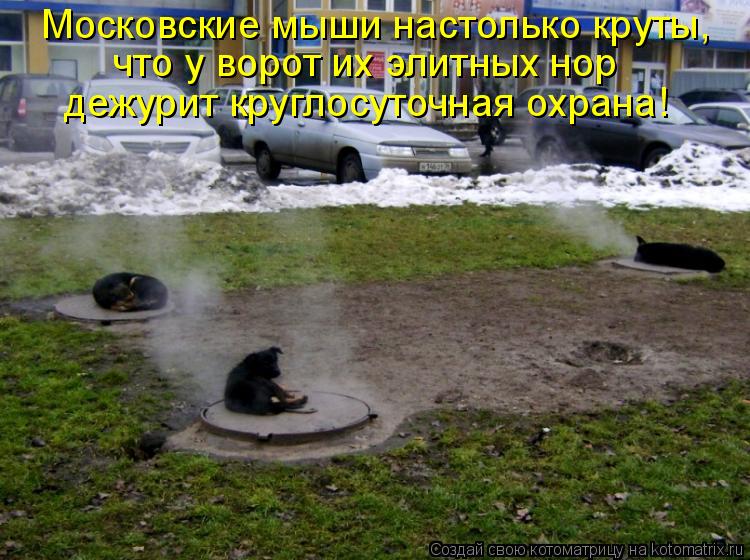 Котоматрица: Московские мыши настолько круты,  что у ворот их элитных нор дежурит круглосуточная охрана!