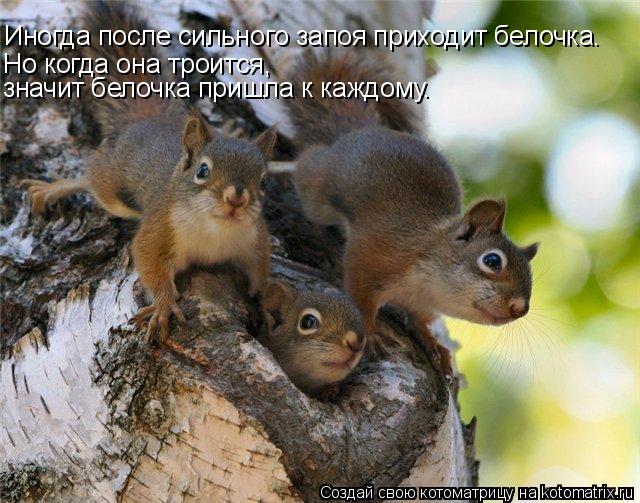Котоматрица: Иногда после сильного запоя приходит белочка. Но когда она троится, значит белочка пришла к каждому.