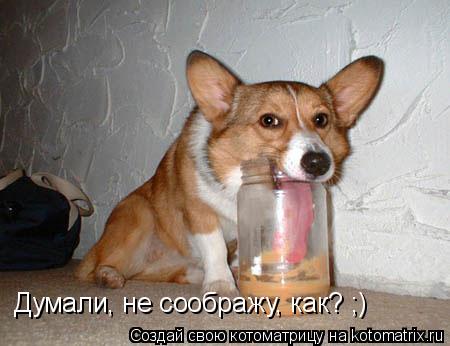 Котоматрица: Думали, не соображу, как? ;)