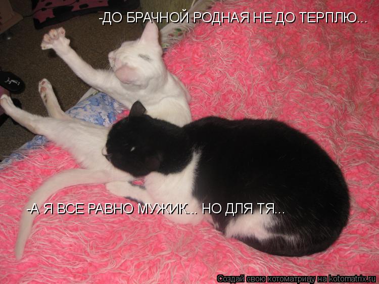 Котоматрица: -ДО БРАЧНОЙ РОДНАЯ НЕ ДО ТЕРПЛЮ... -А Я ВСЕ РАВНО МУЖИК... НО ДЛЯ ТЯ...