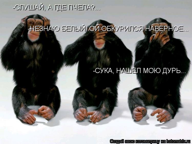 Котоматрица: -СЛУШАЙ, А ГДЕ ПЧЕЛА?... -НЕЗНАЮ БЕЛЫЙ, ОЙ ОБКУРИЛСЯ НАВЕРНОЕ... -СУКА, НАШЕЛ МОЮ ДУРЬ...