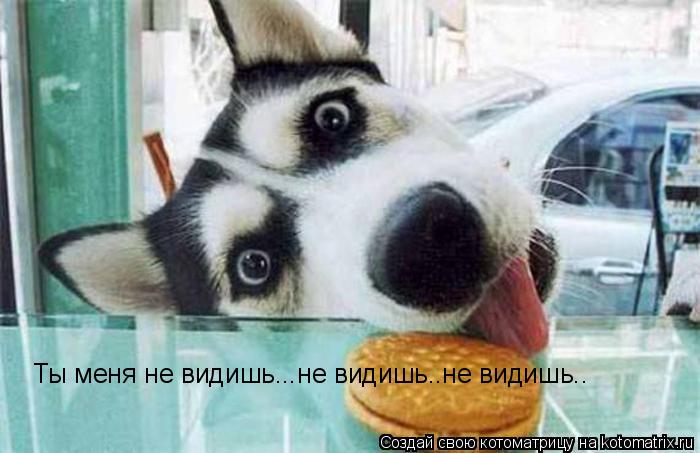 Котоматрица: Ты меня не видишь...не видишь..не видишь..