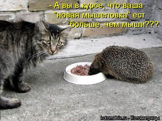 - А вы в курсе, что ваша "новая мышеловка" ест больше, чем мыши???... Котоматрица: - А вы в курсе, что ваша "новая мышеловка" ест больше, чем мыши???