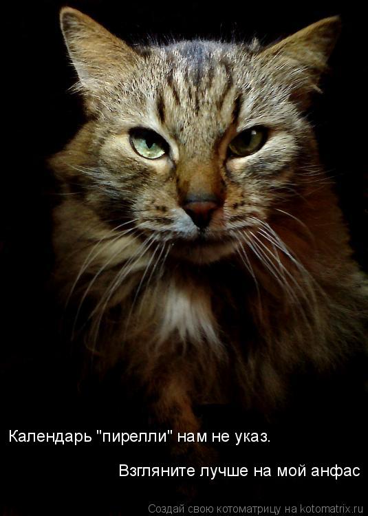 Календарь "пирелли" нам не указ. Взгляните лучше на мой анфас... Котоматрица: Календарь "пирелли" нам не указ. Взгляните лучше на мой анфас