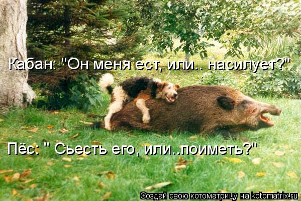 Кабан: "Он меня ест, или.. насилует?" Пёс: " Сьесть его, или..поиметь?"... Котоматрица: Кабан: "Он меня ест, или.. насилует?" Пёс: " Сьесть его, или..поиметь?"
