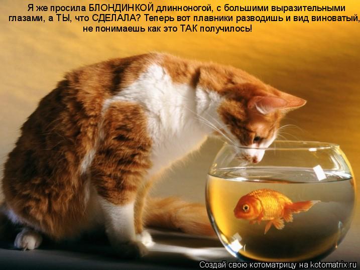 Я же просила БЛОНДИНКОЙ длинноногой, с большими выразительными глазами, а ТЫ, что СДЕЛАЛА? Теперь вот... Котоматрица: Я же просила БЛОНДИНКОЙ длинноногой, с большими выразительными глазами, а ТЫ, что СДЕЛАЛА? Теперь вот плавники разводишь и вид виноватый, не