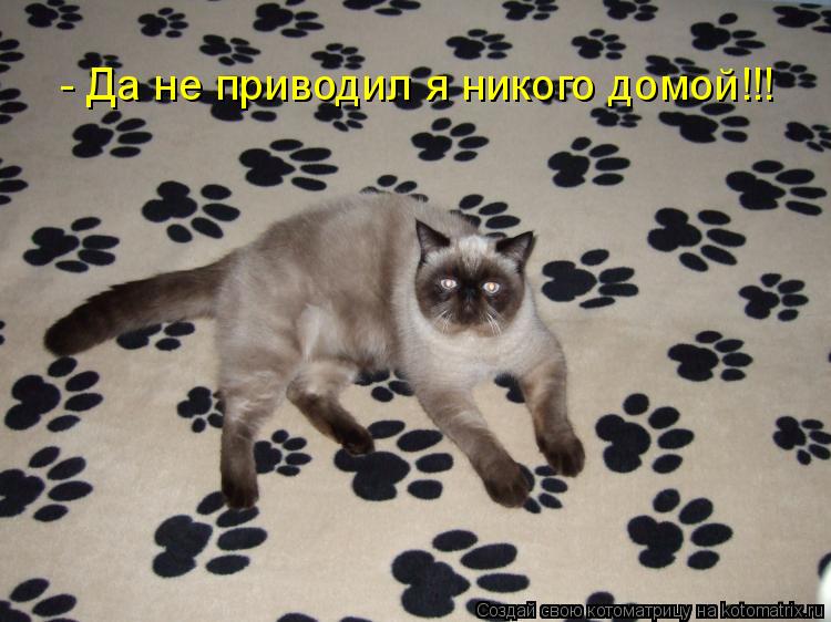 - Да не приводил я никого домой!!!... Котоматрица: - Да не приводил я никого домой!!!