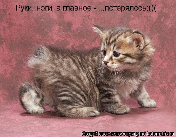 Котоматрица: Руки, ноги, а главное - ...потерялось:(((