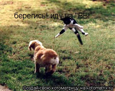 Котоматрица: берегись! иду на "ВЫ"