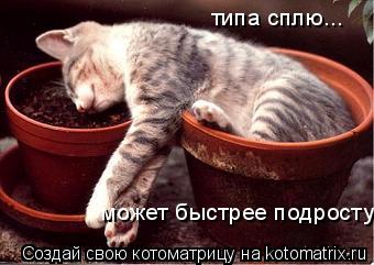 Котоматрица: типа сплю... может быстрее подросту...