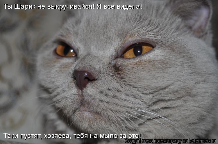 Котоматрица: Ты Шарик не выкручивайся! Я все видела!  Таки пустят, хозяева, тебя на мыло за это!