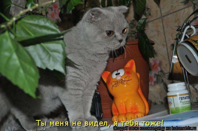 Котоматрица: Ты меня не видел, я тебя тоже!