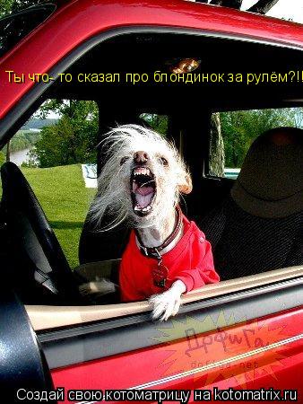 Котоматрица: Ты что- то сказал про блондинок за рулём?!!!!