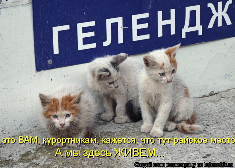 это ВАМ, курортникам, кажется, что тут райское место. А мы здесь ЖИВЕМ...... Котоматрица: это ВАМ, курортникам, кажется, что тут райское место. А мы здесь ЖИВЕМ...