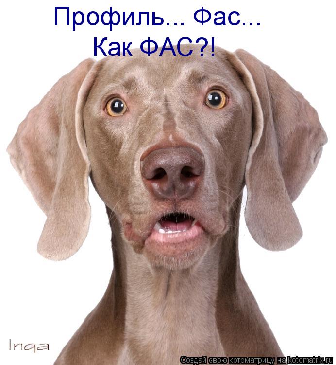 Котоматрица: Профиль... Фас... Как ФАС?!