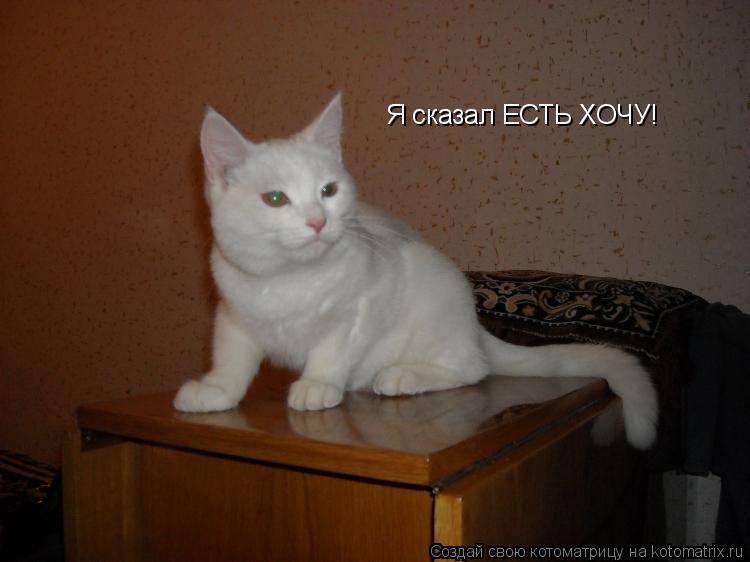 Котоматрица: Я сказал ЕСТЬ ХОЧУ!