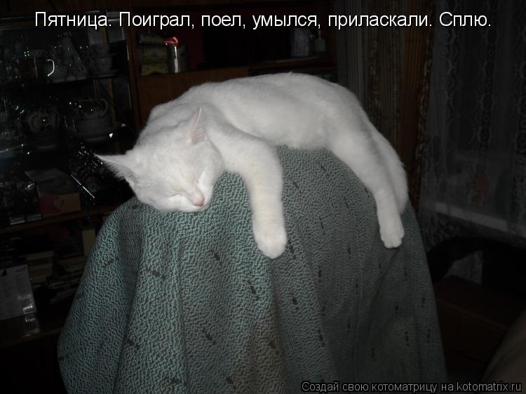 Котоматрица: Пятница. Поиграл, поел, умылся, приласкали. Сплю.