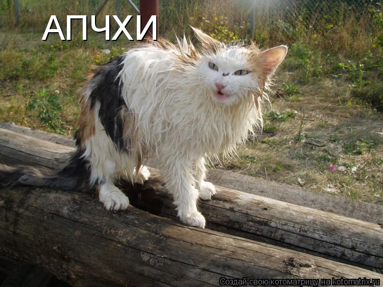 Котоматрица: АПЧХИ