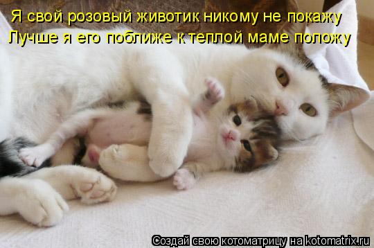 Я свой розовый животик никому не покажу Лучше я его поближе к теплой маме положу... Котоматрица: Я свой розовый животик никому не покажу Лучше я его поближе к теплой маме положу