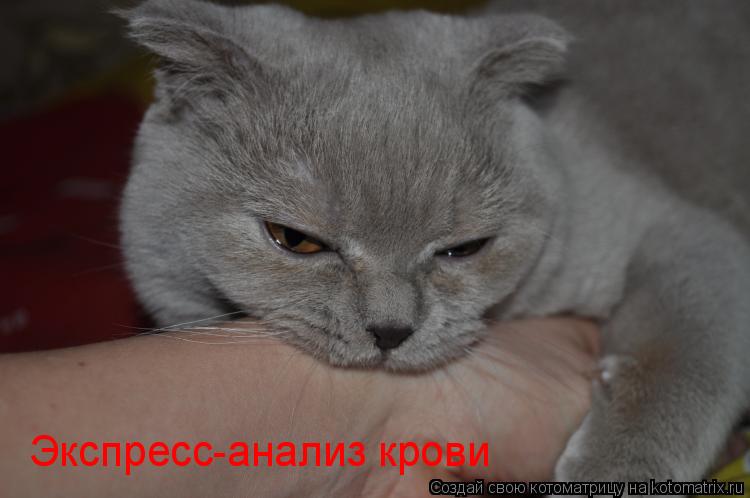 Экспресс-анализ крови... Котоматрица: Экспресс-анализ крови
