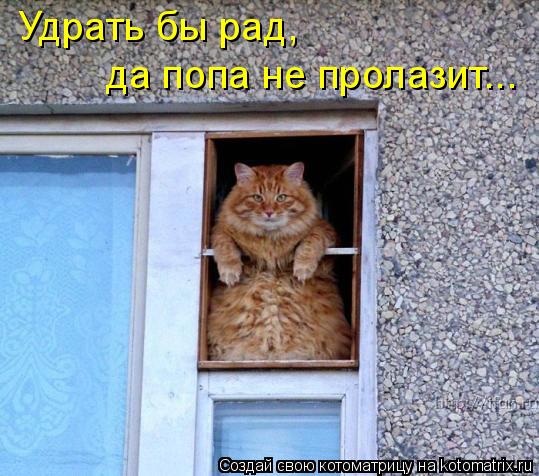 Удрать бы рад, да попа не пролазит...... Котоматрица: Удрать бы рад, да попа не пролазит...