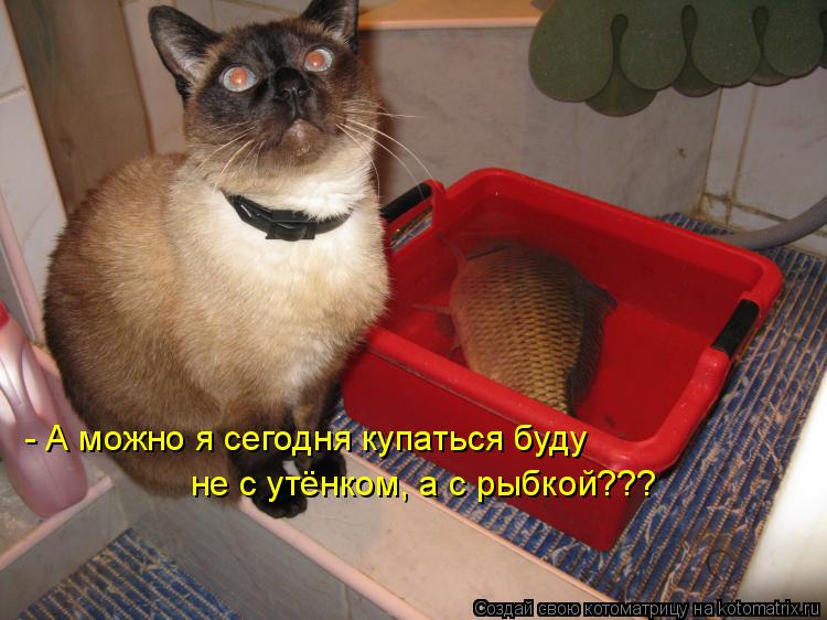 - А можно я сегодня купаться буду не с утёнком, а с рыбкой???... Котоматрица: - А можно я сегодня купаться буду не с утёнком, а с рыбкой???