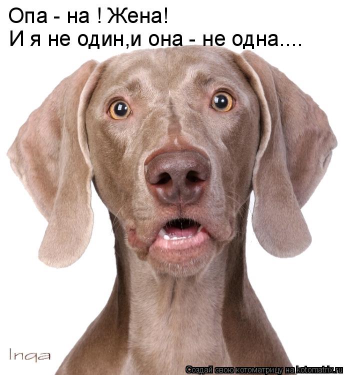 Котоматрица: Опа - на ! Жена! И я не один,и она - не одна....