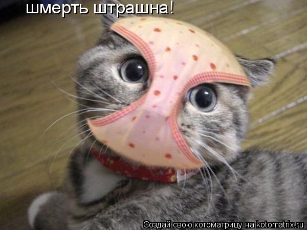 Котоматрица: шмерть штрашна!