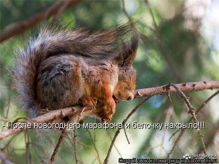 Котоматрица: - После новогоднего марафона и белочку накрыло!!!