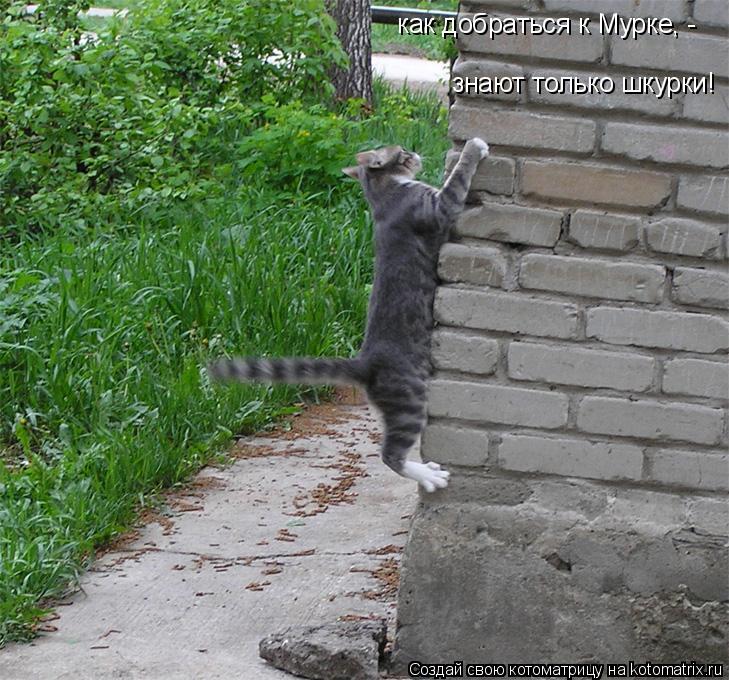 Котоматрица: как добраться к Мурке, - знают только шкурки!