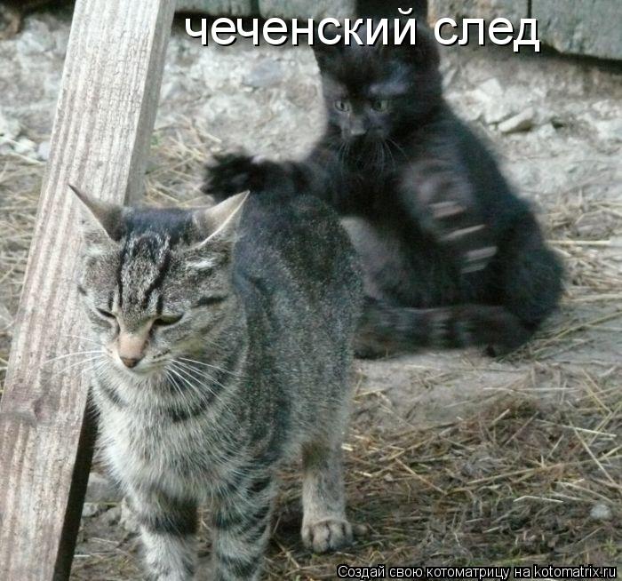 Котоматрица: чеченский след
