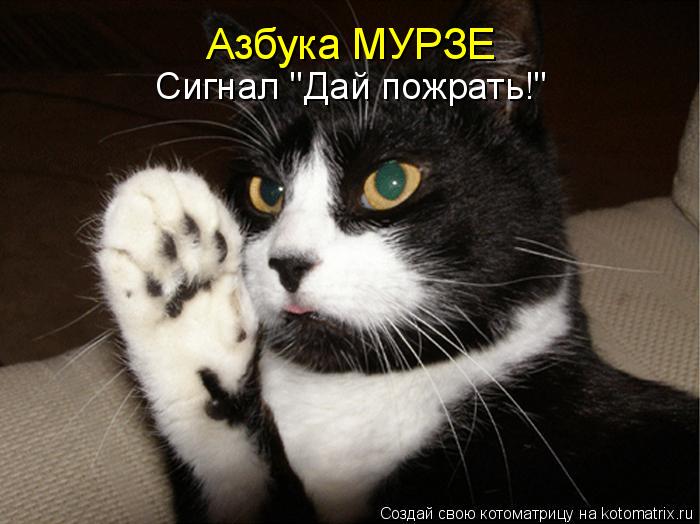 Котоматрица: Азбука МУРЗЕ Сигнал "Дай пожрать!"