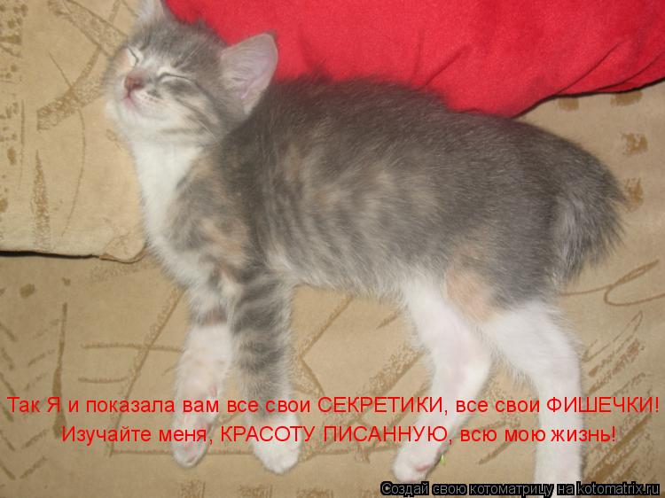 Котоматрица: Так Я и показала вам все свои СЕКРЕТИКИ, все свои ФИШЕЧКИ! Изучайте меня, КРАСОТУ ПИСАННУЮ, всю мою жизнь!