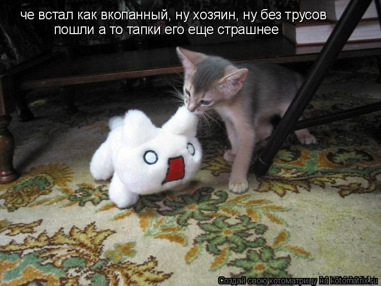 Котоматрица: че встал как вкопанный, ну хозяин, ну без трусов пошли а то тапки его еще страшнее