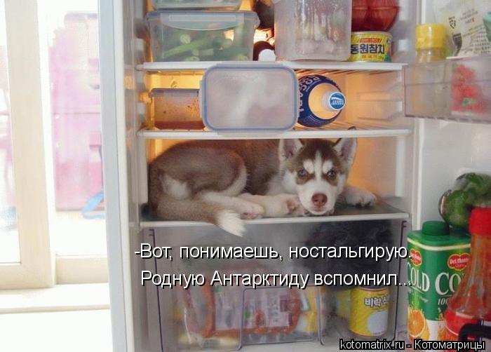 Котоматрица: -Вот, понимаешь, ностальгирую.  Родную Антарктиду вспомнил...