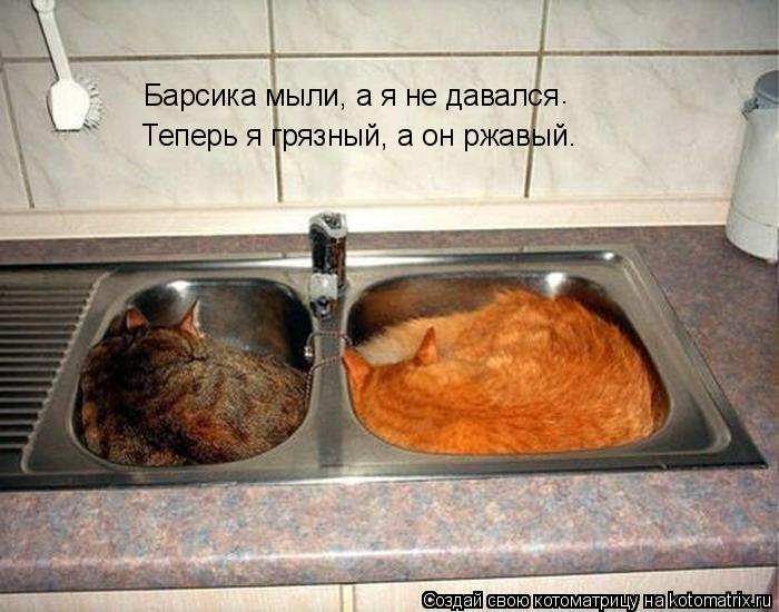 Котоматрица: Барсика мыли, а я не давался . Теперь я грязный, а он ржавый.