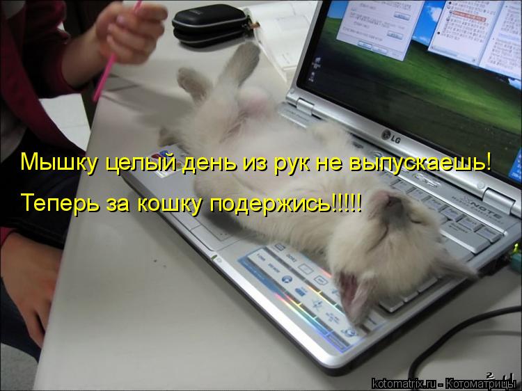 Котоматрица: Мышку целый день из рук не выпускаешь! Теперь за кошку подержись!!!!!