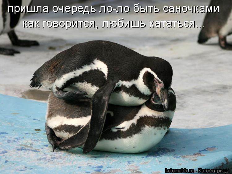 Котоматрица: пришла очередь ло-ло быть саночками как говорится, любишь кататься...