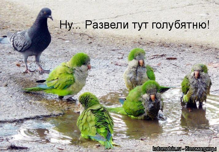 Котоматрица: Ну... Развели тут голубятню!