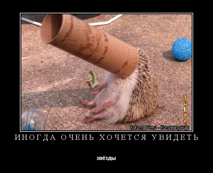 Котоматрица: иногда очень хочется увидеть звёзды