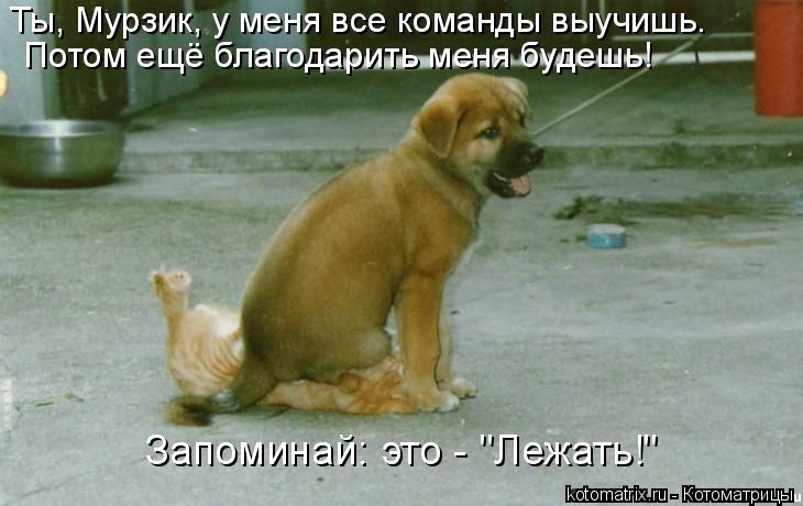 Ты, Мурзик, у меня все команды выучишь. Потом ещё благодарить меня будешь! Запоминай: это - "Лежать... Котоматрица: Ты, Мурзик, у меня все команды выучишь. Потом ещё благодарить меня будешь! Запоминай: это - "Лежать!"