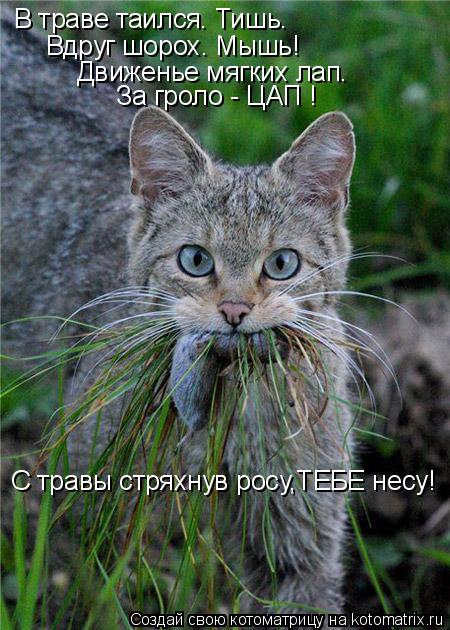 В траве таился. Тишь. Вдруг шорох. Мышь! Движенье мягких лап. За гроло - ЦАП ! С травы стряхнув росу,... Котоматрица: В траве таился. Тишь. Вдруг шорох. Мышь! Движенье мягких лап. За гроло - ЦАП ! С травы стряхнув росу,ТЕБЕ несу!