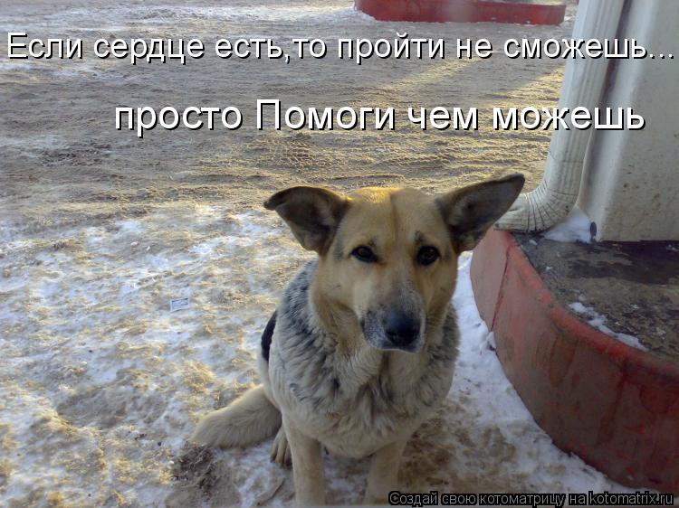 Котоматрица: Если сердце есть,то пройти не сможешь... просто Помоги чем можешь