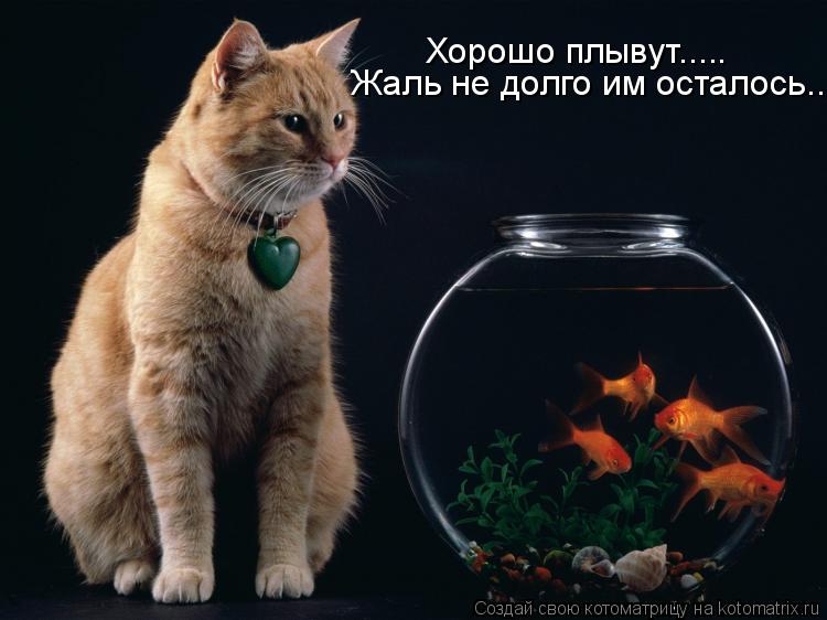 Хорошо плывут..... Хорошо плывут..... Жаль не долго им осталось... Жаль не долго им осталось...... Котоматрица: Хорошо плывут..... Хорошо плывут..... Жаль не долго им осталось... Жаль не долго им осталось...