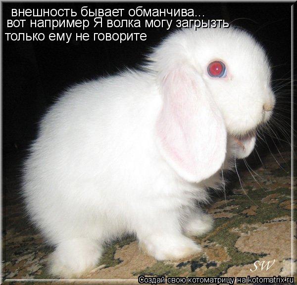 внешность бывает обманчива... вот например Я волка могу загрызть только ему не говорите... Котоматрица: внешность бывает обманчива... вот например Я волка могу загрызть только ему не говорите