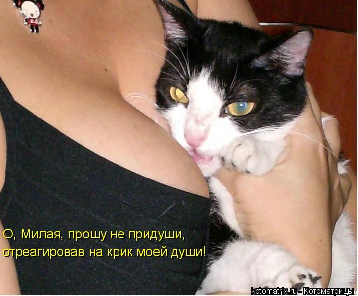 О, Милая, прошу не придуши, отреагировав на крик моей души!... Котоматрица: О, Милая, прошу не придуши, отреагировав на крик моей души!