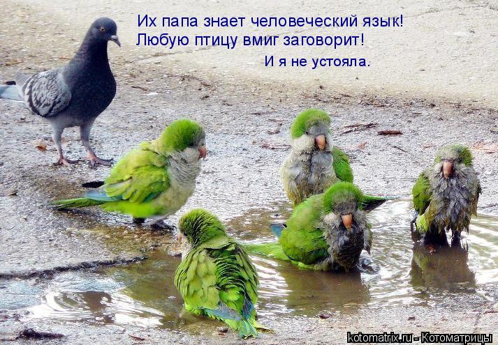 И я не устояла. Любую птицу вмиг заговорит! Их папа знает человеческий язык!... Котоматрица: И я не устояла. Любую птицу вмиг заговорит! Их папа знает человеческий язык!