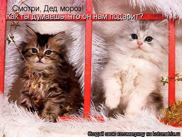 Смотри, Дед мороз! Как ты думаешь, что он нам подарит?... Котоматрица: Смотри, Дед мороз! Как ты думаешь, что он нам подарит?
