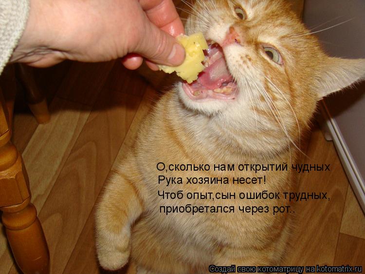 О,сколько нам открытий чудных Рука хозяина несет! Чтоб опыт,сын ошибок трудных, приобретался через ро... Котоматрица: О,сколько нам открытий чудных Рука хозяина несет! Чтоб опыт,сын ошибок трудных, приобретался через рот..